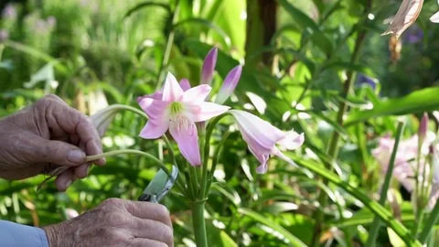 Amarcrinum Flower Being Pruned by Gardener 動画素材 78282953
