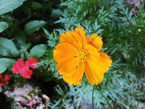 Amarello Stock Photos