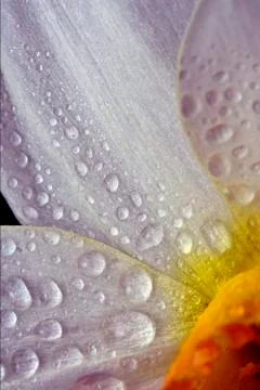 Amarillidacee  background Stock Photos
