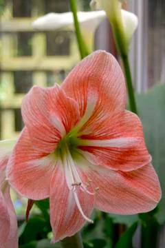 Amarylis 스톡 사진