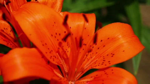 Amaryllis 01 Stock Footage 790098