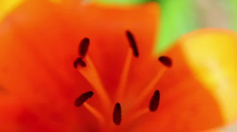 Amaryllis 02 스톡 동영상 790100