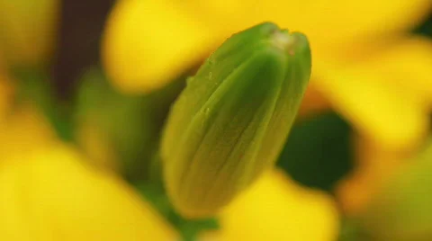 Amaryllis 04 Stock Footage 790105