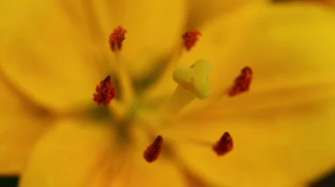 Amaryllis 05 스톡 동영상 790107