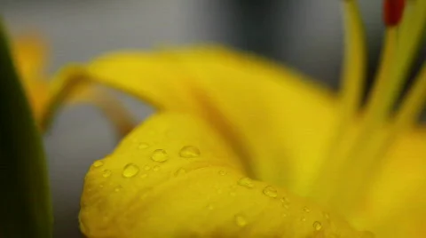 Amaryllis 07 스톡 동영상 790116