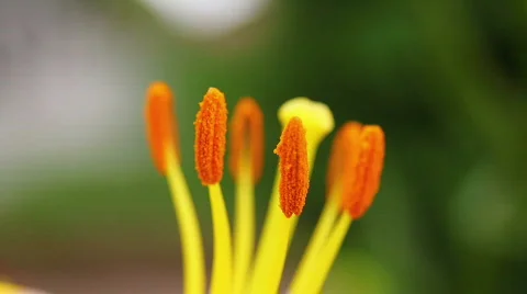 Amaryllis 08 스톡 동영상 790119