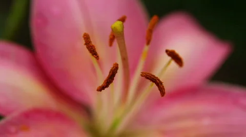 Amaryllis 09 Stock Footage 790125