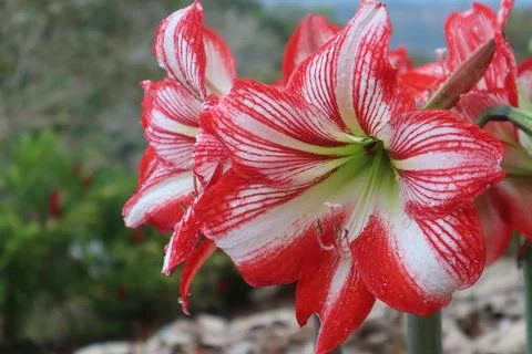 Amaryllis 1 Foto stock