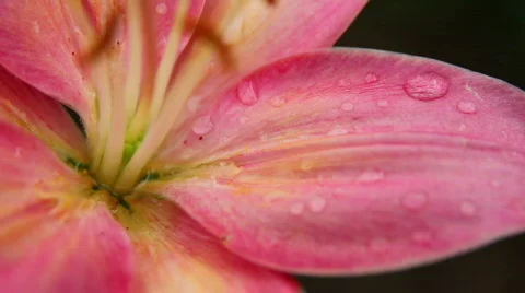 Amaryllis 10 Stock Footage 790150