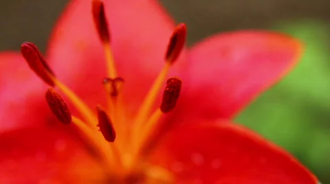 Amaryllis 11 스톡 동영상 790154