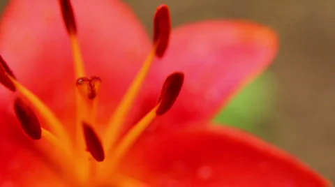 Amaryllis 12 Stock Footage 790155