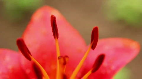 Amaryllis 13 스톡 동영상 790160