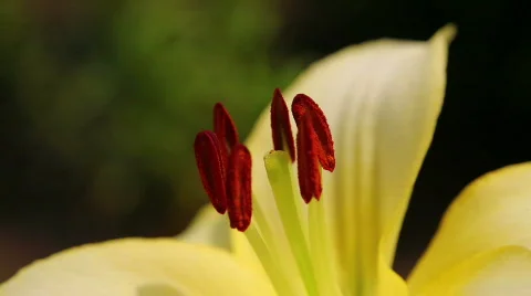 Amaryllis 14 Stock Footage 795947