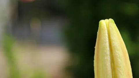 Amaryllis 15 Stock Footage 795949