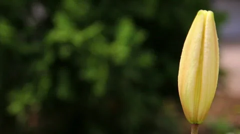 Amaryllis 16 Video stock 795952