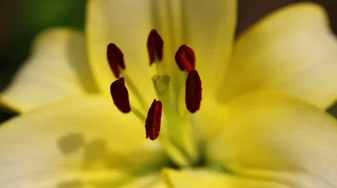 Amaryllis 17 Video stock 795964