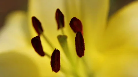 Amaryllis 18 Stock Footage 795970