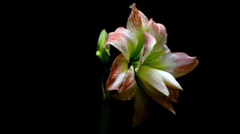 An Amaryllis - Aphrodite opens and grows Vídeo Stock 23175964