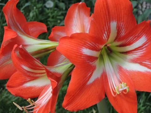 Amaryllis blooming Stock Photos