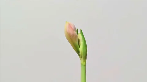 Amaryllis blooming time lapse Stock Footage 70939002