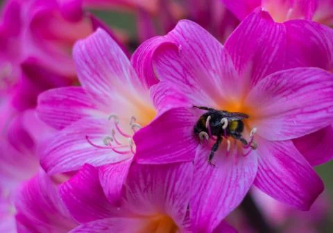 Amaryllis bumble bee Stock Photos