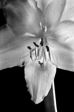 Amaryllis B&amp;W Stock Photos
