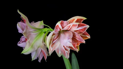 Amaryllis Dancing Queen Blooming Timelapse Stock Footage 23642965
