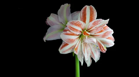 Amaryllis Dancing Queen blooming timelapse Stock Footage 25785697