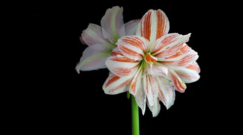 Amaryllis Dancing Queen blooming timelapse Stock Footage 25786589
