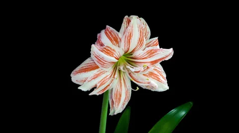 Amaryllis Dancing Queen blooming timelapse Stock Footage 25786673