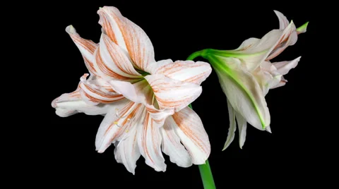 Amaryllis Dancing Queen blooming timelapse Stock Footage 37216067