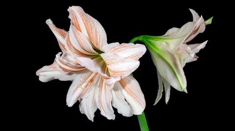 Amaryllis Dancing Queen blooming timelapse 4K Stock Footage 37276636