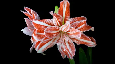 Amaryllis Dancing Queen blooming timelapse in 4k Stock Footage 37728976