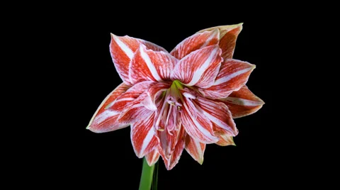Amaryllis Dancing Queen blooming timelapse in 4k Stock Footage 37729007