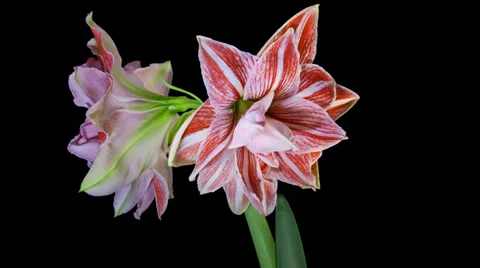 Amaryllis Dancing Queen blooming timelapse in 4k Stock Footage 37729096