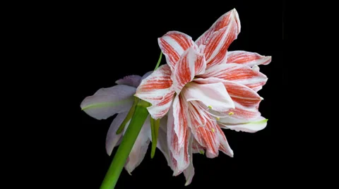 Amaryllis Dancing Queen Blooming Timelapse 4K Stock Footage 37792800