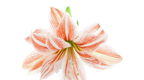 Amaryllis Dancing Queen Blooming Timelapse in 4K (4096x2304) Stock Footage 46447937