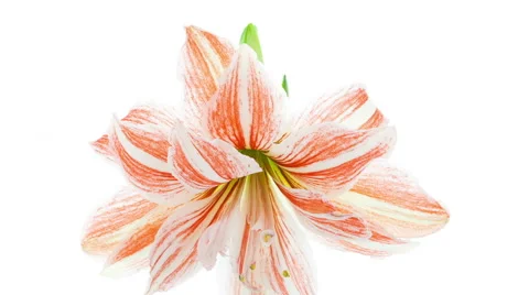 Amaryllis Dancing Queen Blooming Timelapse Stock Footage 46449036