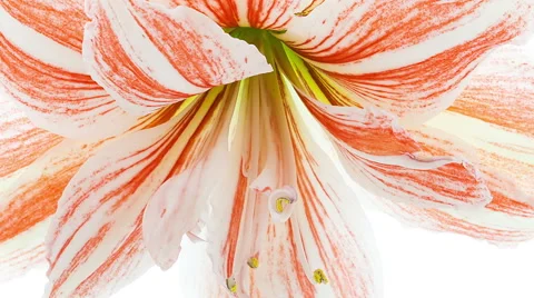 Amaryllis Dancing Queen Blooming Timelapse Stock Footage 46450123
