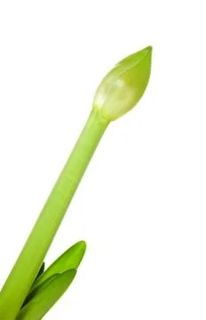 Amaryllis flowe bud in closeup Stock Photos