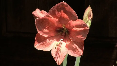 Amaryllis flower Stock Footage 89734557
