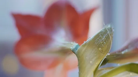 Amaryllis flower Stock Footage 121618753