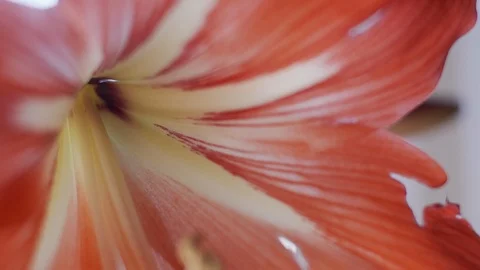 Amaryllis flower. Macro Stock Footage 121618779