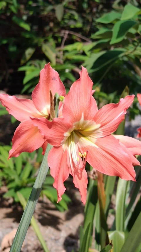 Amaryllis flower moving in the wind Stock Footage 288005456