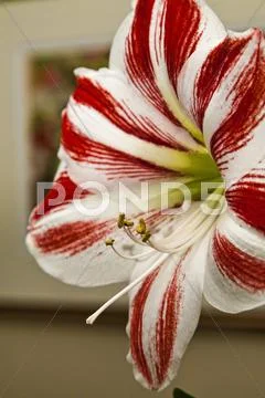 Amaryllis flower Stock Photos