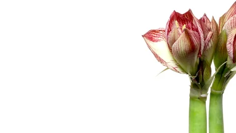 Amaryllis Flower Timelapse Stock Footage 71167047