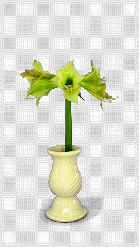 Amaryllis Green Valley Withering Time Lapse with Alpha Channel, 4K Vertical Stock Footage 345929747