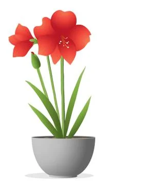 Amaryllis Stock Illustration