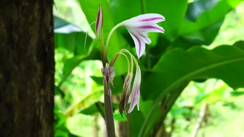 Amaryllis lily (Also called bunga bakung) in nature Vídeos de archivo 260758353