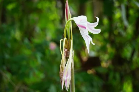 Amaryllis lily (Also called bunga bakung) in nature Foto stock